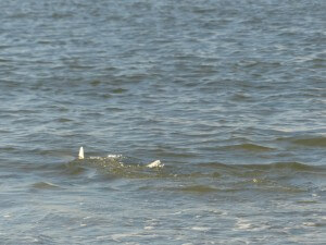 bonnethead shark off Dewees Beach
